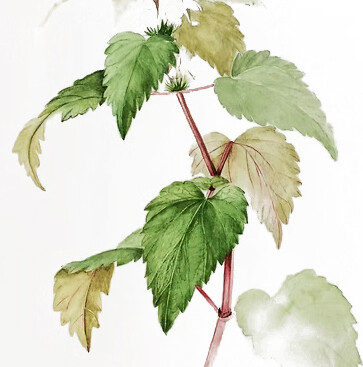 Atelier : stage d'initiation à l'illustration botanique