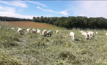 InnovAction : Les nouvelles formes d’interaction entre céréaliers et éleveurs grâce au pâturage.