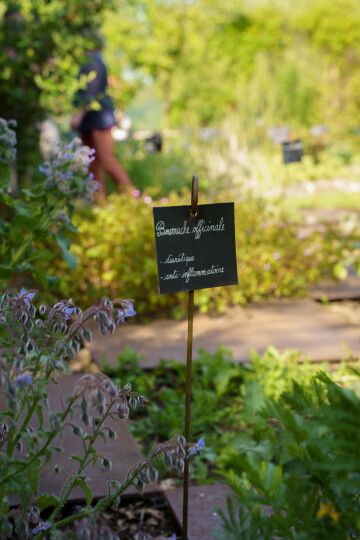 Visite du jardin médicinal de La Roche-Jagu