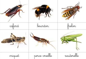 A LA DECOUVERTE DES PETITES BESTIOLES