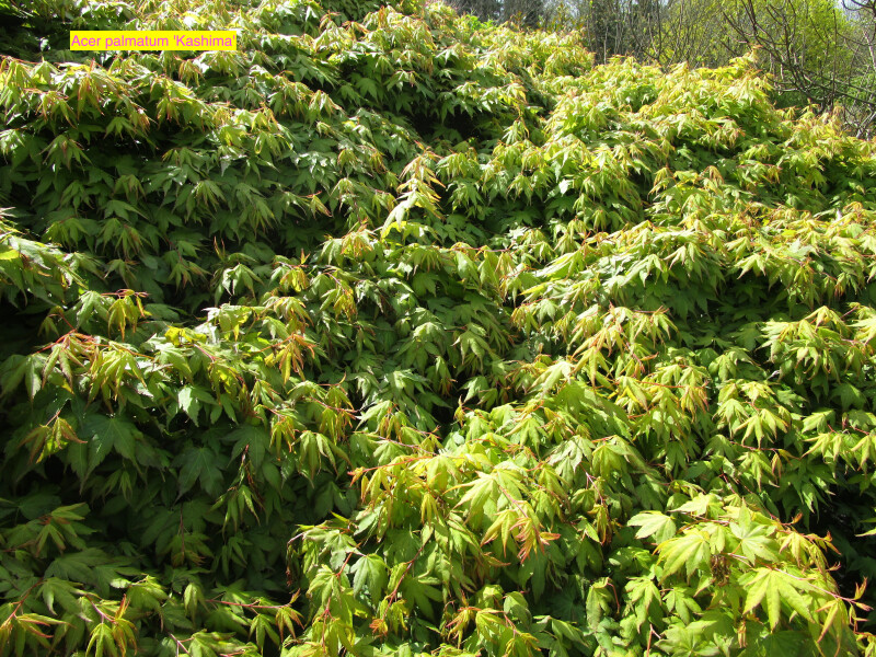 Visite libre découverte du jardin du Mesnil et du parc botanique de Bray