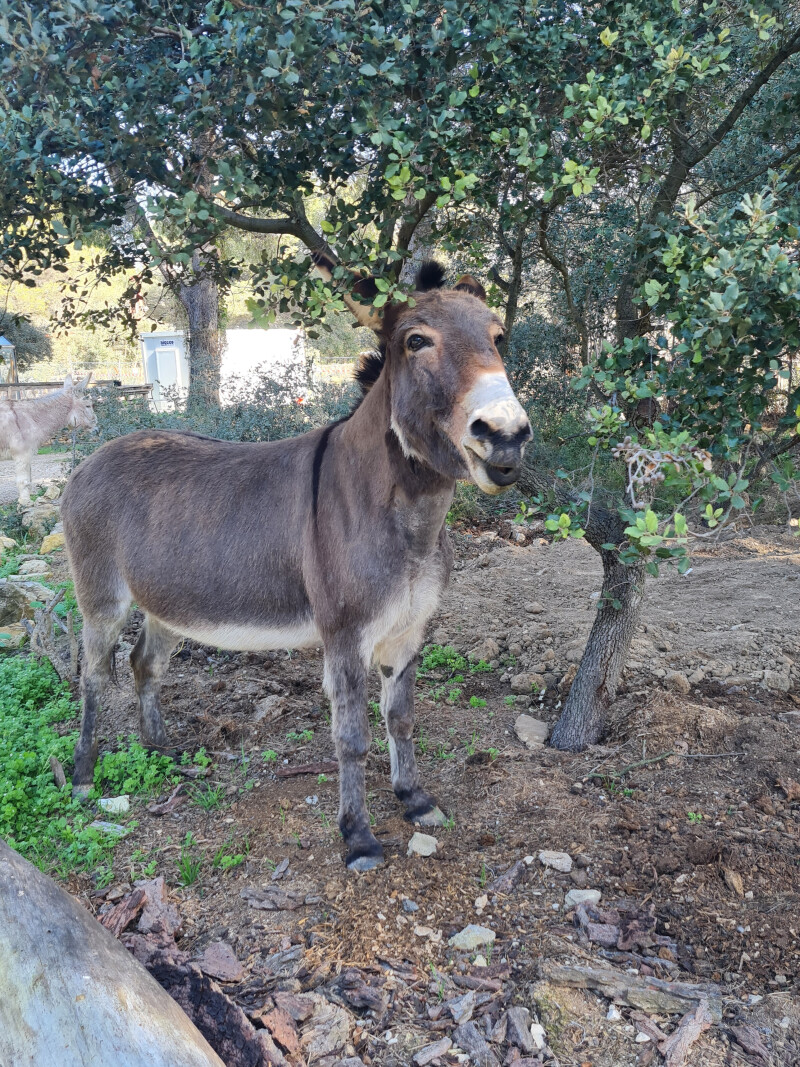 BALADE LUDIQUE AVEC LES ANES ET LES CHEVAUX MINIATURES