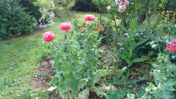 Visite découverte du jardin d'agrément