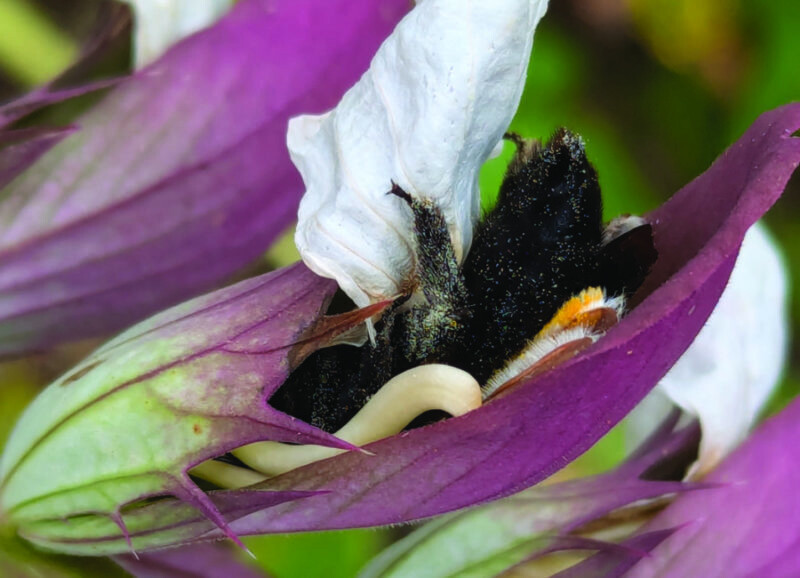 CONFERENCE - La vie amoureuse des plantes