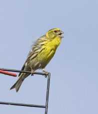 Découvrir et inviter la nature chez soi
