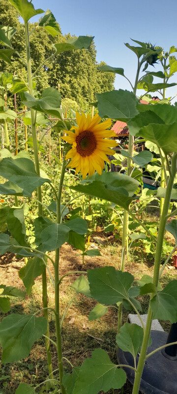 Visite des Jardins Familiaux de Castanet-Tolosan