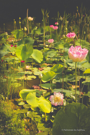 Visite libre du jardin exotique