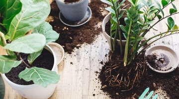 "Rempote ta pote" avec RDV au Jardin