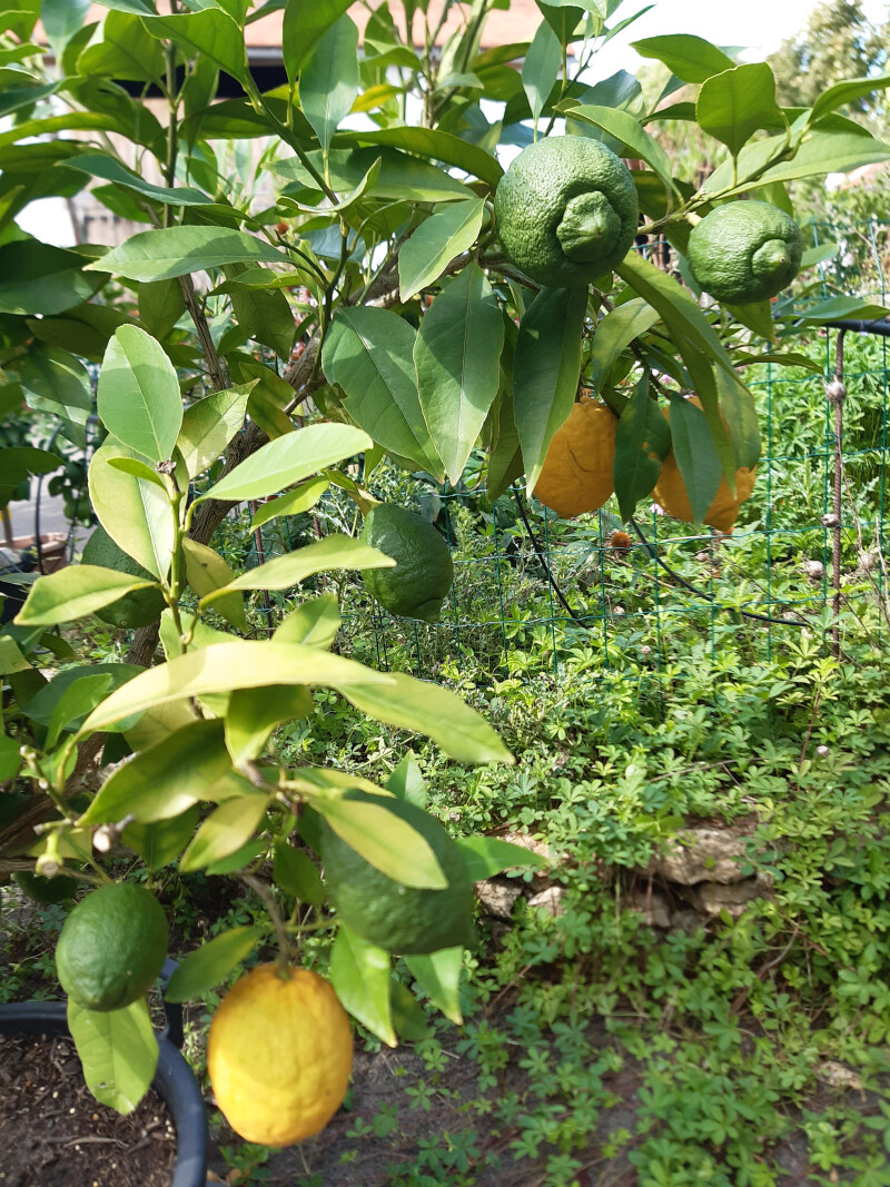 Visite d'un jardin d'agrumes
