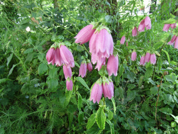 Exposition : Regard sur la nature