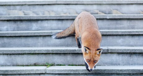 Exposition Paris Sauvage
