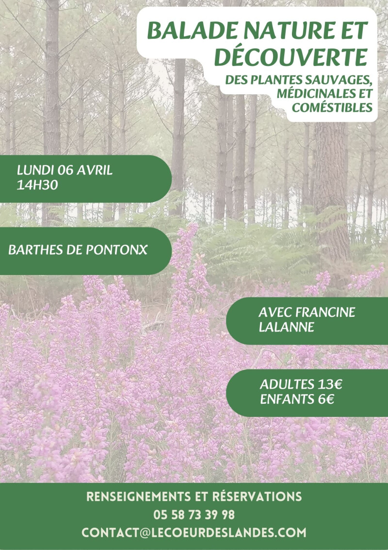 A la découverte des plantes sauvages, médicinales et comestibles avec Francine