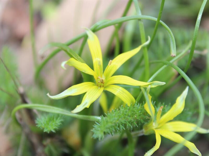 Balade Botanique – « Plantes sauvages printanières en ville »