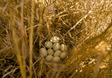 Chasse aux œufs de Pâques