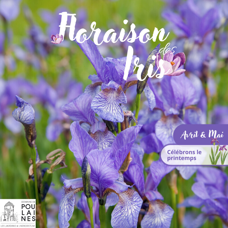 Découvrez les Iris au Domaine de Poulaines