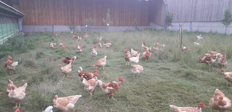 Secrets d’élevage : une immersion grandeur nature à la ferme