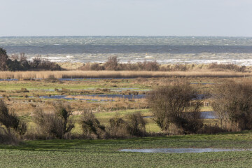 Mais qui se cache dans ce marais de Ver-sur-Mer/ Meuvaines ?