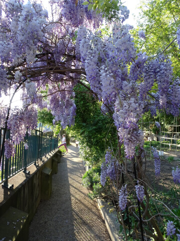 Découverte du jardin de La Muette, un ilot de verdure sur les balmes de La Croix-Rousse