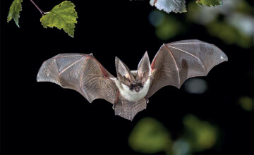 Nuit internationale de la chauve-souris - Balade au clair de lune