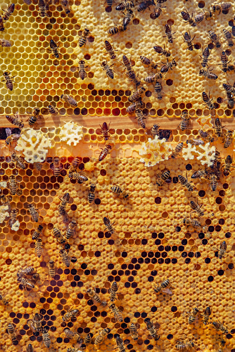 DÉCOUVERTE DU MONDE DES ABEILLES