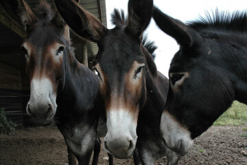 Championnat national de la race d'Âne Grand Noir du Berry