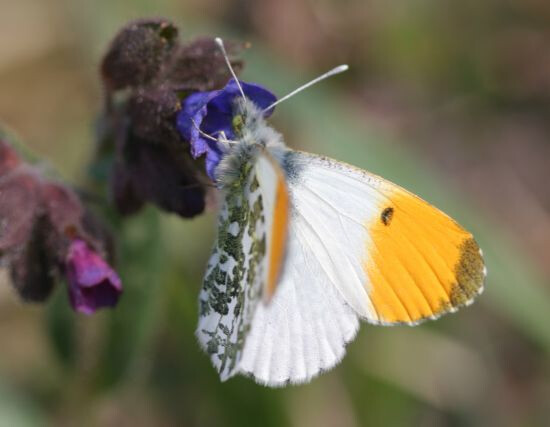 Tourbière des Dauges : le papillon blanc annonce le printemps ?
