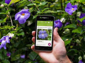 L'ABC DU HAUT-MINERVOIS - CONFERENCE SUR LA FLORE