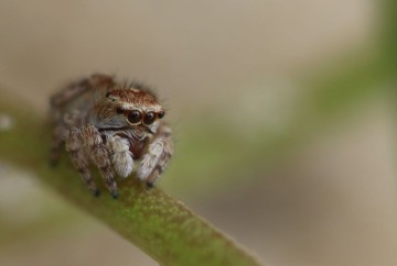 Atelier nature (3-5 ans) : le monde fascinant des insectes