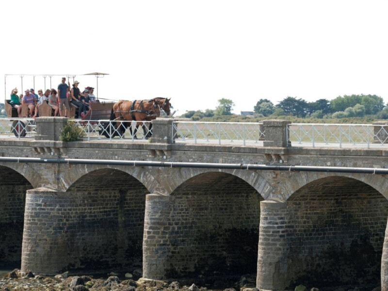 Balade attelée à Port-Bail