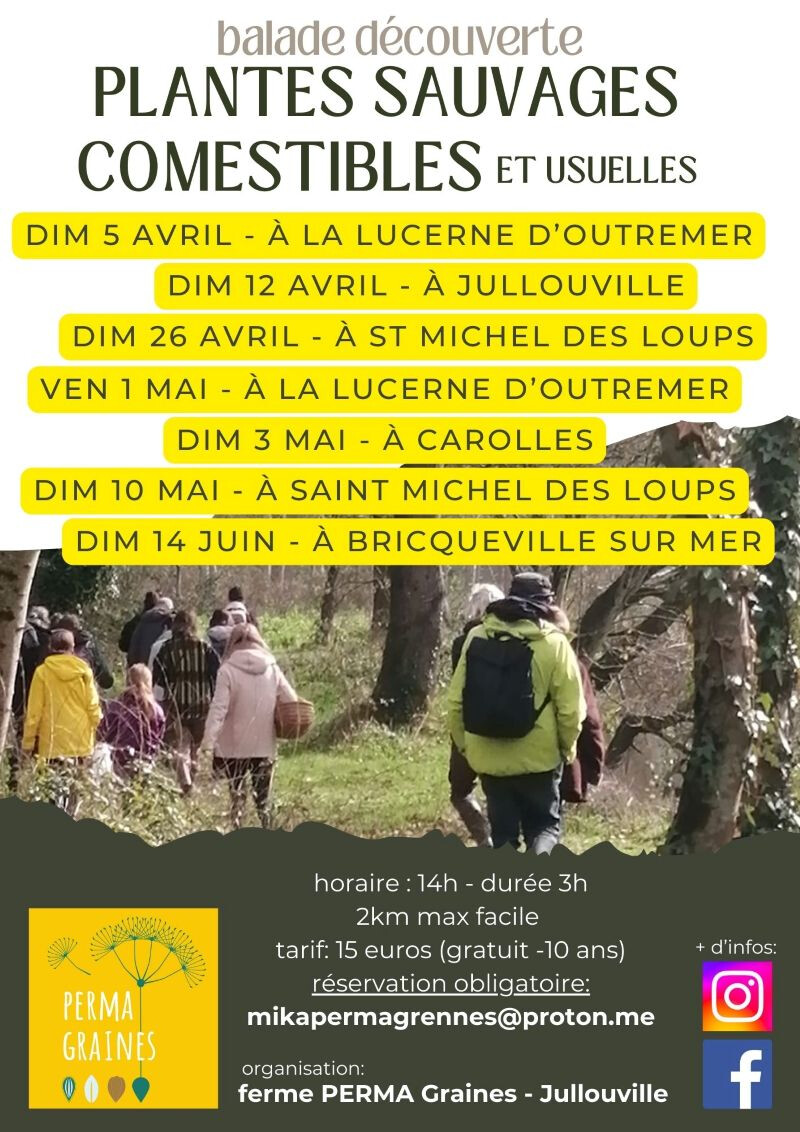 Balade plantes sauvages comestibles