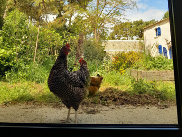 Atelier 7-12 ans - Une aire de jeux pour nos poules