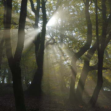 Jour de forêt à Bibracte
