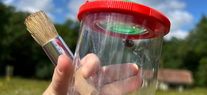 Animation nature en famille : Insectes à la loupe