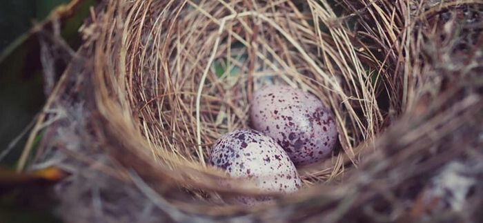Animation nature en famille : Sacré oiseau