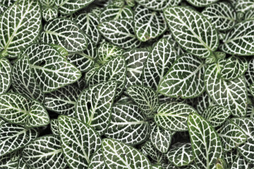 Biennale de Gourdon "Végétal"