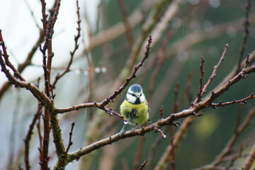 "Mon nichoir en palettes" avec le SEROC – Les cafés des astucieux