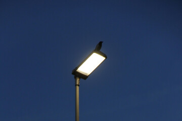 Eclairage public et biodiversité, quelles adaptations ?