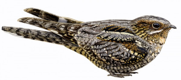 Tourbière des Dauges : le tête chèvre n’aime pas le lait