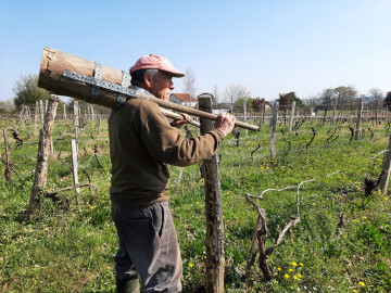 François vous fait découvrir le travail de la vigne avec ses outils d'antan