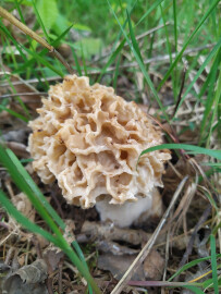 Comment trouver des morilles ?