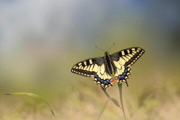 Sortie nature - Le jour des papillons - Rendez-vous aux jardins 2026