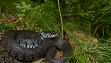 Les reptiles de la Saligue