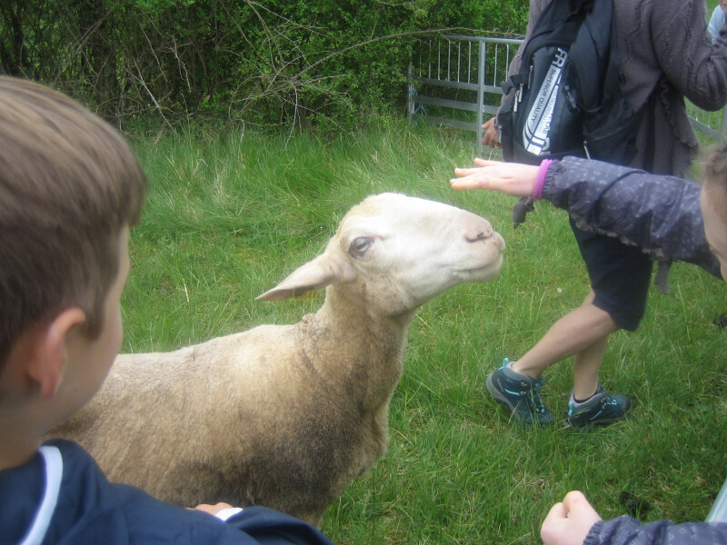 Mouton Challenge au Marais de Bonnefont