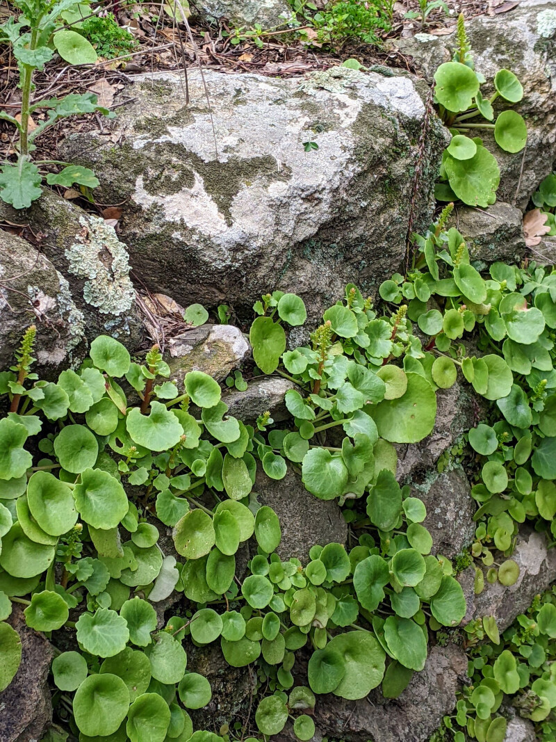 RANDONNEE "FLORE DES ALBERES"