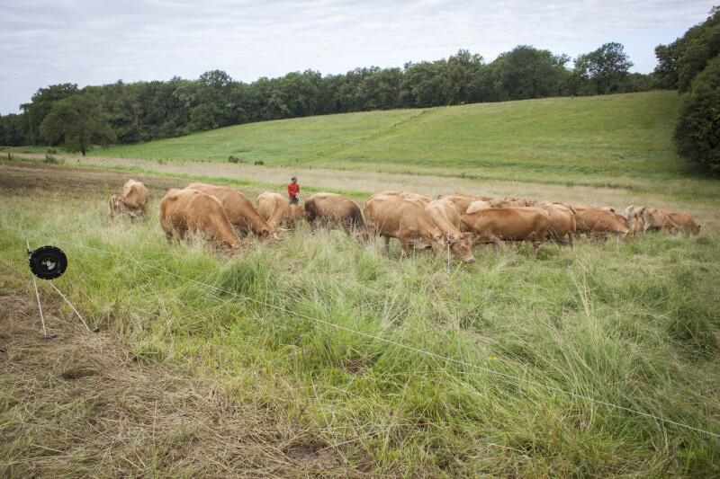 Plantes et Cie : pastoralisme et protohistoire
