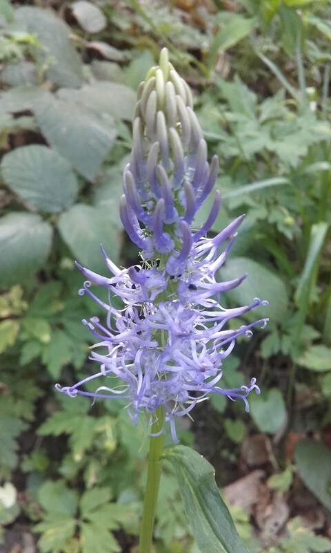 Sortie découverte des plantes sauvages comestibles et médicinales