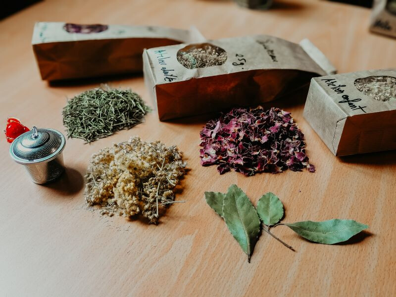 Atelier nature (ados et adultes) : l'univers des plantes