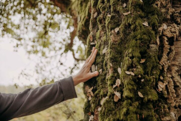 Bain de forêt / Quiétude et nature