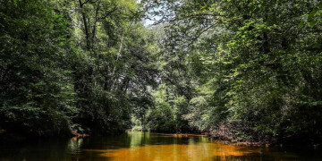 Conférence - Le Ciron, la rivière du Sud Gironde