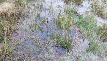 Tourbière des Dauges : les petites bestioles